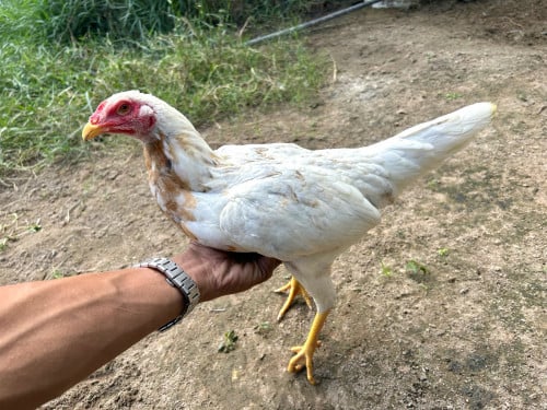 សៀវជំផន ស្ទើរក្រមុំ kg 15 16