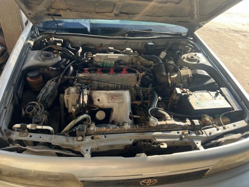 Canaryស្វិតលក់កែទ្រុងហើយ