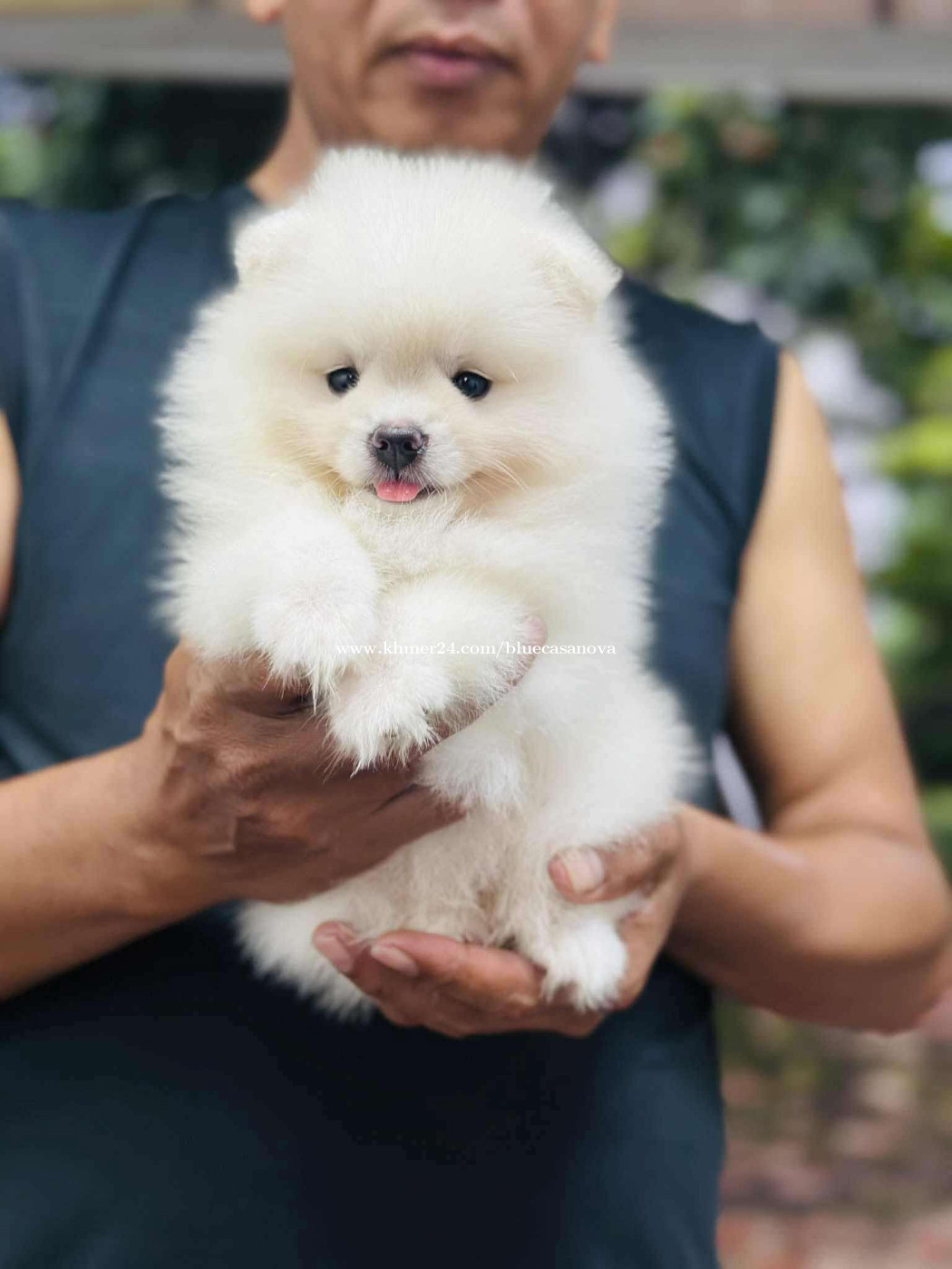 Pomeranian price $165 in Phsar Daeum Kor, Tuol Kouk, Phnom Penh ...