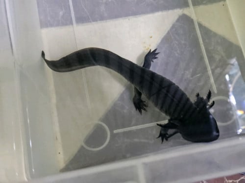 ត្រីមានជើង អាហ្សូឡត Axolotl