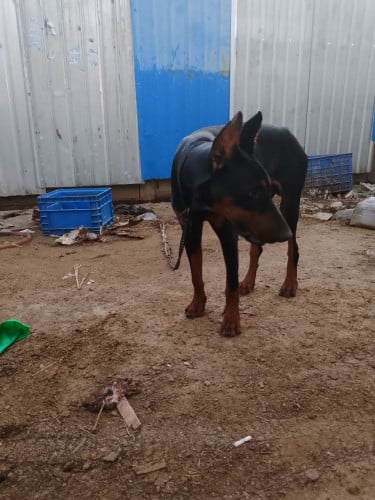 ឈ្មោលកាត់ស្លឹកត្រចៀកហើយ