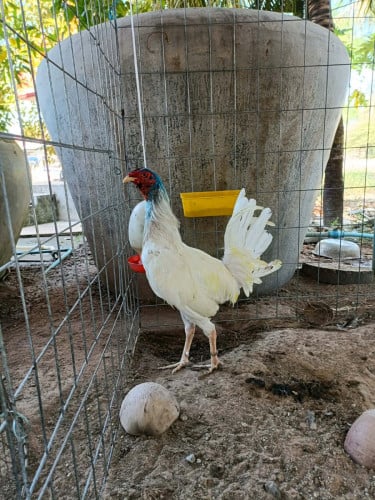 អាមេរិក