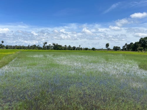 លក់ដី​ មានប្លង់​រឹង​ 38m x80m​ តម្លៃ​ 5000$ ​ លក់តម្លៃដេីម