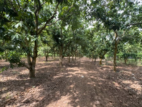 ដីចំការសម្រាប់លក់ជាប់ព្រែក​ ជិតគម្រោងផ្លូវ40m​ មានចំណូលប្រចាំឆ្នាំពីការម៉ៅស្វាយ