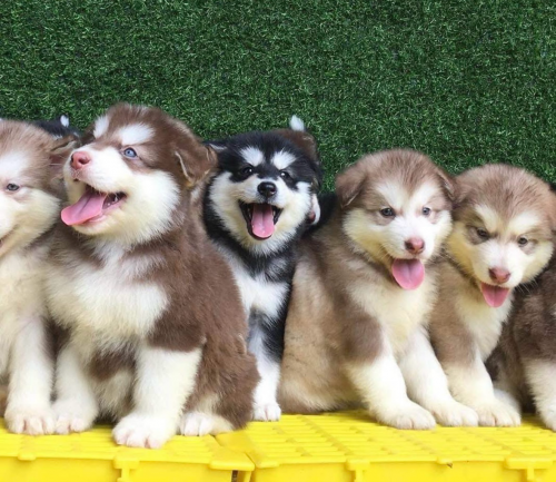 ALASKA VIP instock all