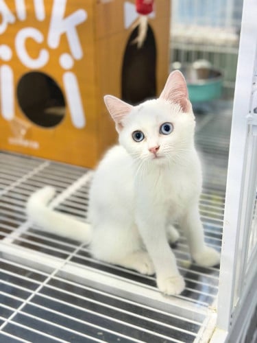 British Shorthair (Cat)