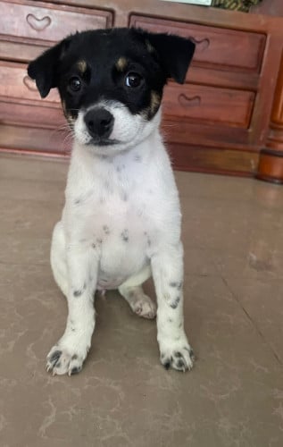 Jack Russell Terrier