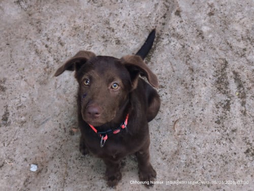 Labrador Retriever (ពណ៌ Chocolate)150$