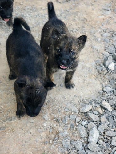 Malinois female 140$