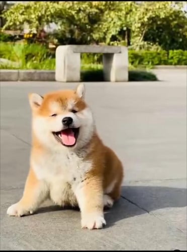 Shiba Innu VIP instock