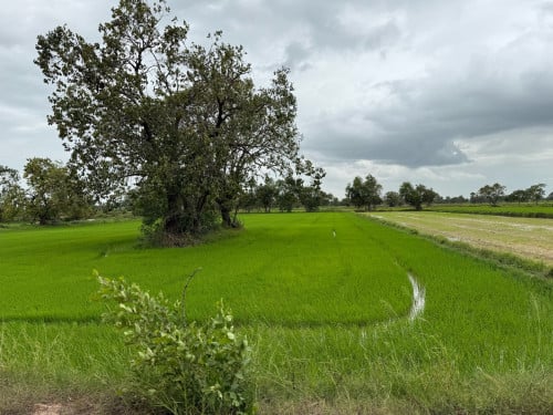 ដីលក់ក្រោយវត្តឃ្លាំងសៀម