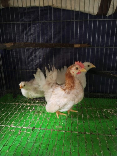 លក់កូនមាន់រាសី១ឈុត