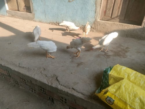 លក់មាន់ពូជសរ  4