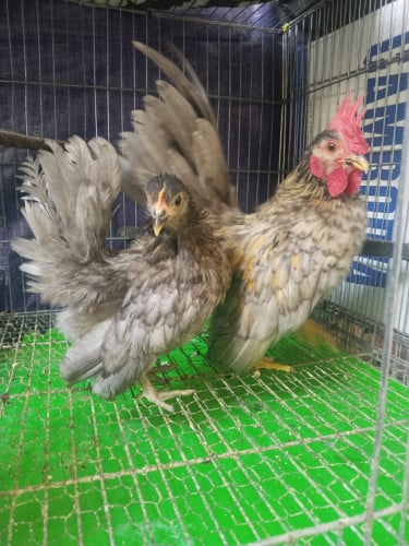 មាន់សេរីម៉ាកាត់ អស់ធំ4ខាំ ១គូ 75$