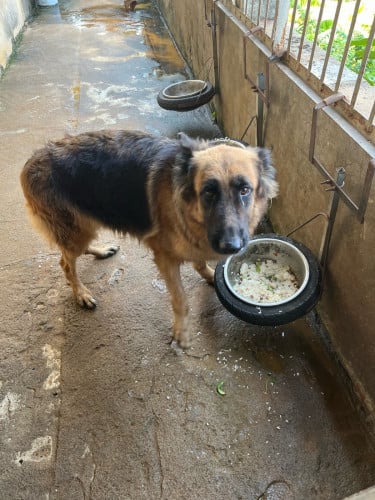 លក់GSDភេទញីអាយុជាង២ឆ្នាំ