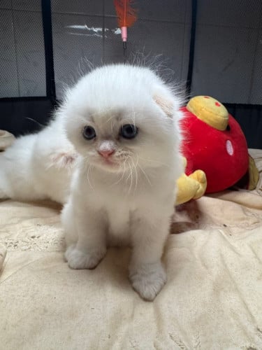 Scottish fold