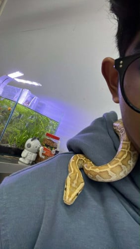 Young burmese python 2-3months old