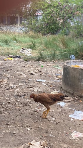 មាន់ស្រែ