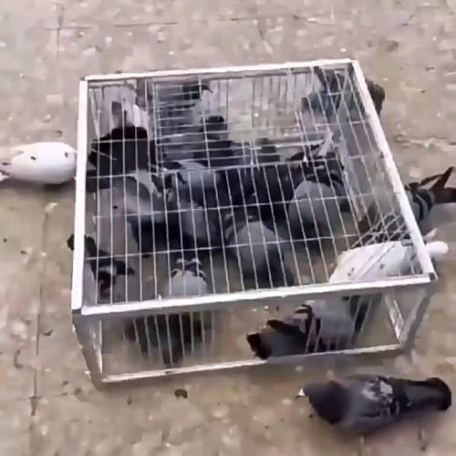 ទ្រុងទាក់ សត្វព្រាប