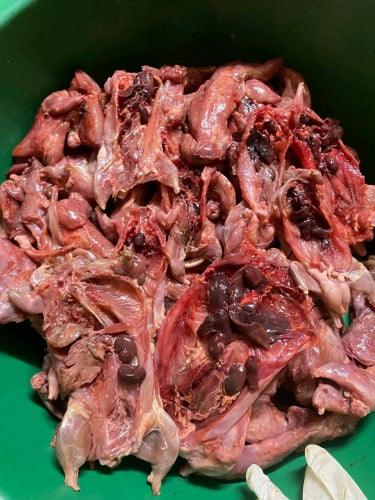 កណ្តុរស្រែ