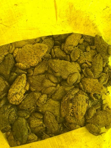 កង្កែបស្រែ