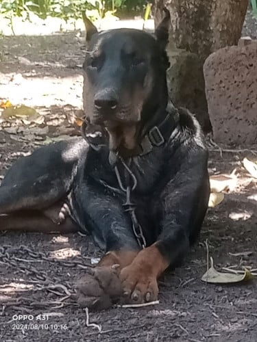 ទទួលកាត់ស្លឹកត្រចៀកគ្រប់ប្រភេទឆ្កែ