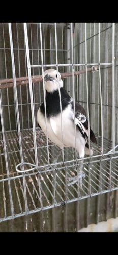 ក្រលីងក្រឡូង ចេះនិយាយស្រាប់