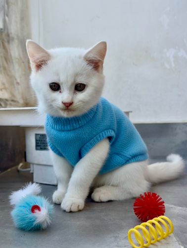 ឈ្មោល ១ 120$