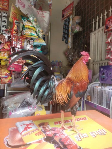 កូនបង្កាត់2ឈាម