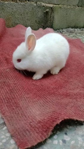 កូនទន្សាយ cute ៗលេងមួយក្មេង telegram 098476868 ភ្នំពេញ ដឹកជូនគ្រប់ខេត្តក្រុង