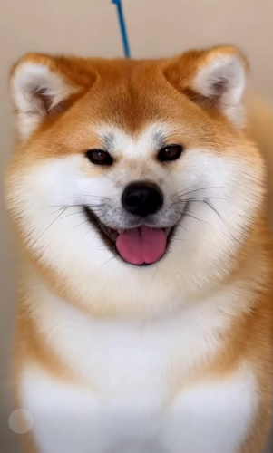 AKITA Japan VIP instock