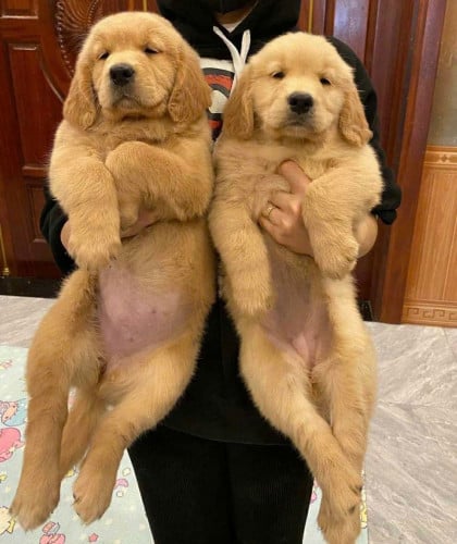 Golden retriever (instore)