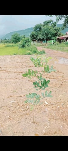 ដីផ្ទះនៅកំពតលក់