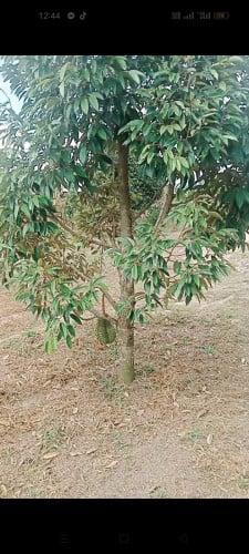 ដីចំការធុរេនកំពតលក់