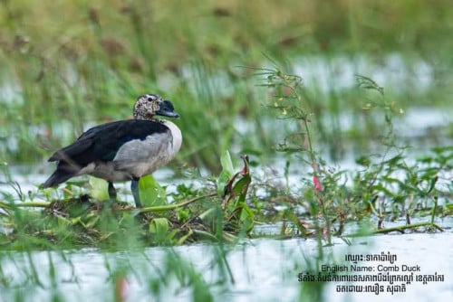 ទាកាប៉ាព្រៃមេ២ឈ្មោល៤ សំរាប់លក់