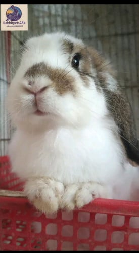 ទន្សាយពូជត្រចៀកធ្លាក់