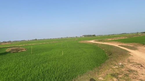 ដីលក់ ប្លង់រឹង ភូមិជ្រោយជ្រែ ឃុំសំបួរ ស្រុកល្វាឯម ខេត្តកណ្ដាល