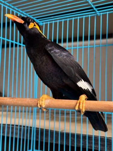 អាវងចេះនិយាយ