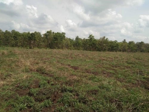 ដីលក់បន្ទាន់ ១ហិកតា =8,000$ ប្លង់រឹង