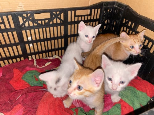 ចែកកូនឆ្មាfree