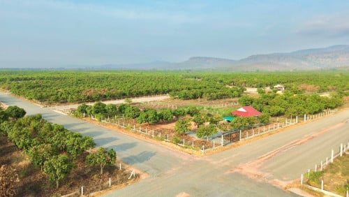 🏡ដី1ប្លង់នេះតម្លៃបង់ផ្តាច់បញ្ចុះតម្លៃ40% (1ប្លង់បង់ផ្តាច់5400$)