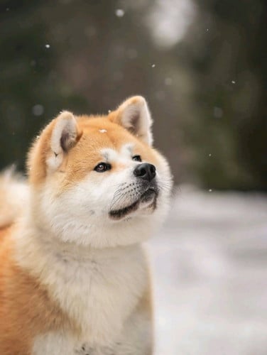 AKITA