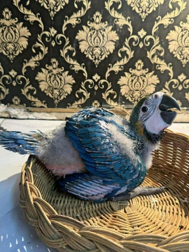 Parrot sale (price in box)