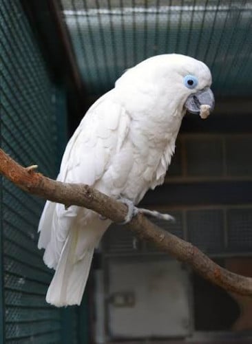 急售蓝眼凤头鹦鹉 លក់បន្ទាន់ កូកាតូភ្នែកខៀវ