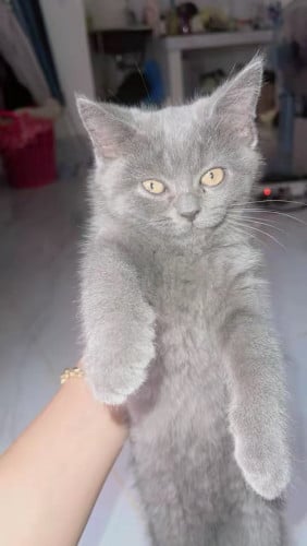 ទិញអូនមួយទៅ