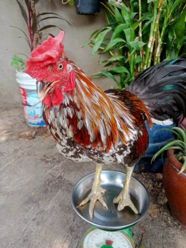 ពូជ វៀតណាម