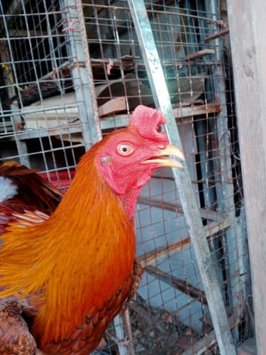 ពូជ កុយបារ ម៉ាឈាម