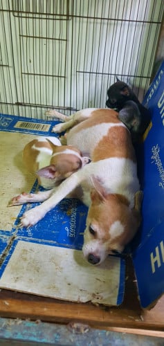 កូនឆ្កែពូជជីវ៉ាៗ