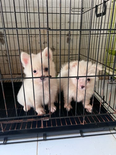 ប៉មកាត់