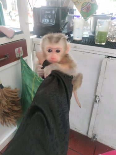 ស្អាតតូចខ្លាំង